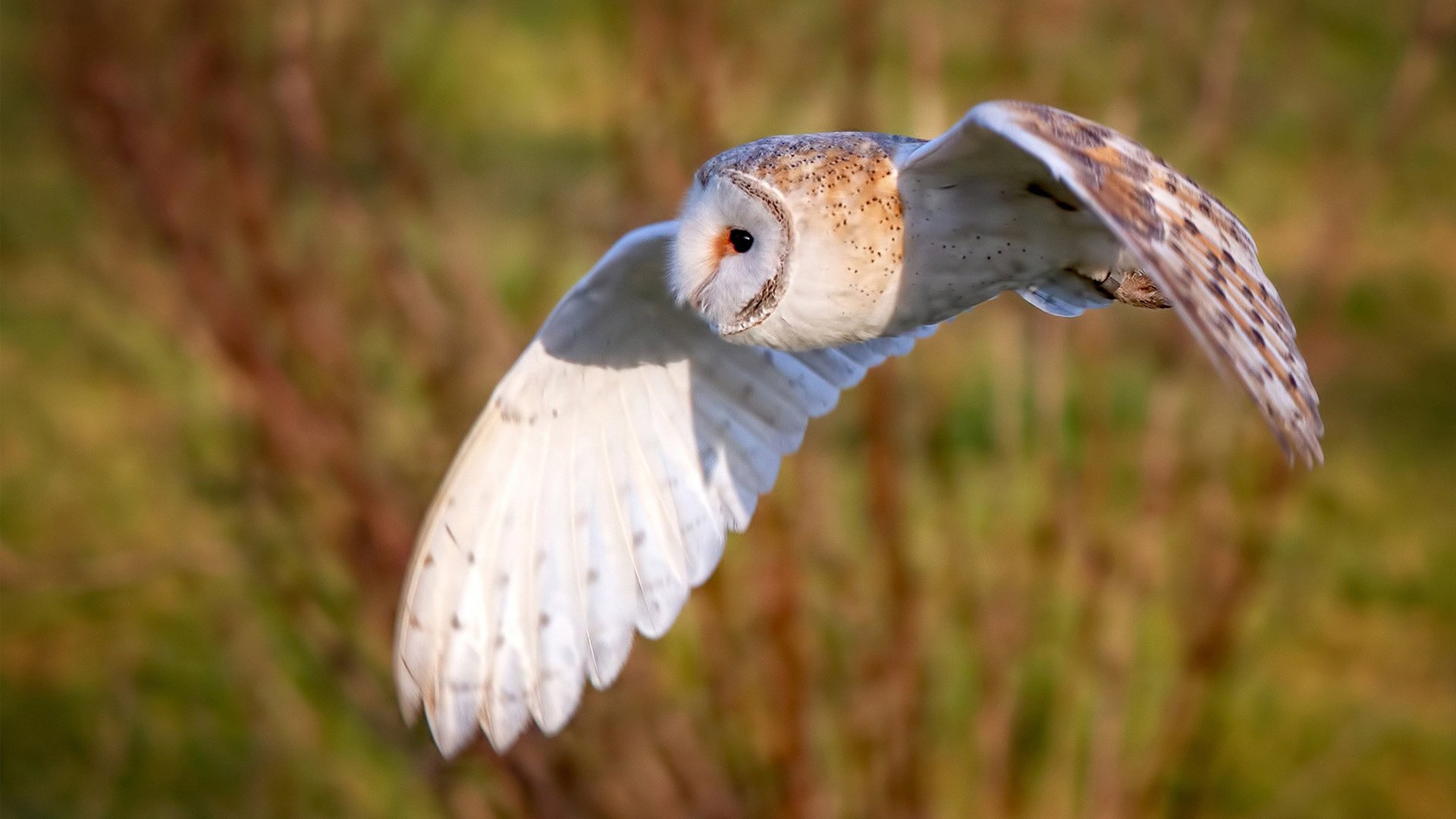 救赎之刃，拉什福德在安哥拉重压下完成璀璨爆发