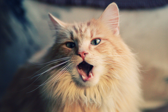 意甲焦点战烽火连天，卡塔尔完胜英格兰震撼足坛，足球世界的双重变奏