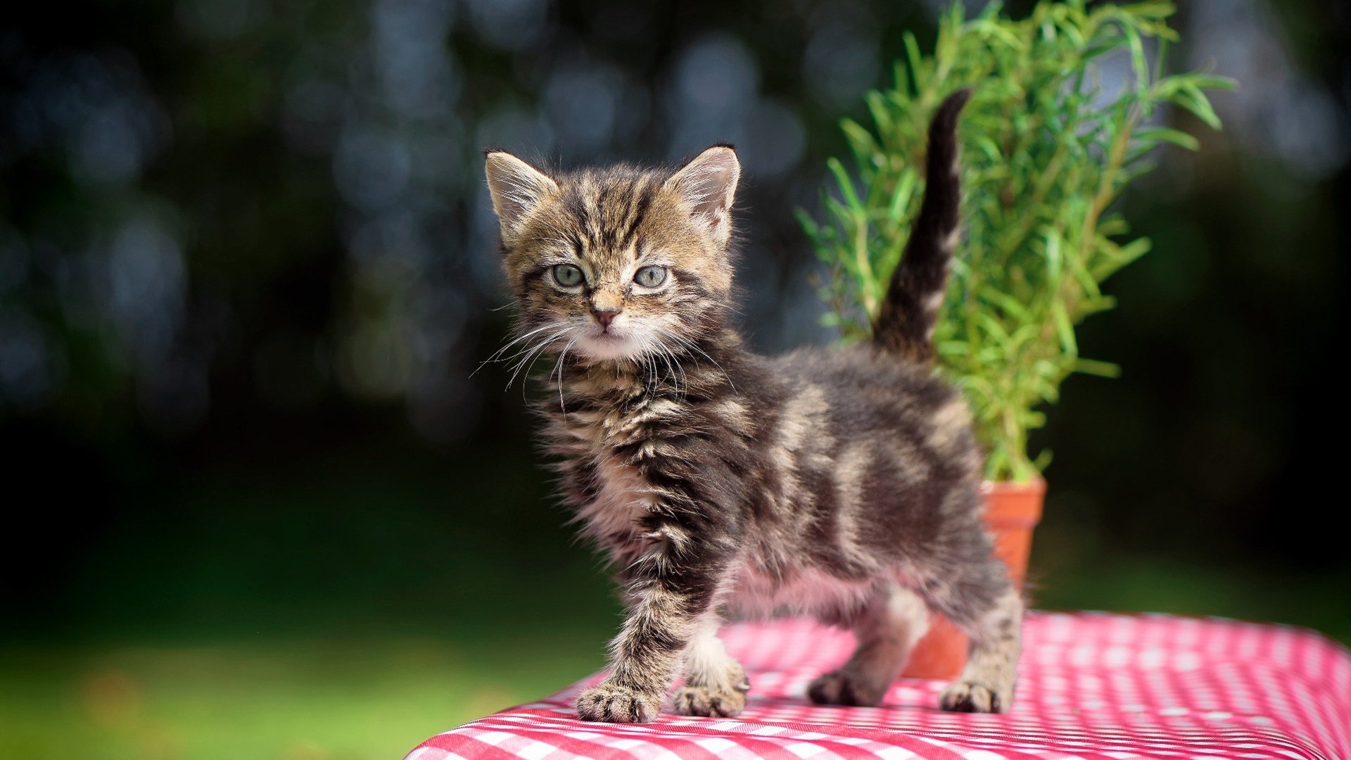世俱杯奖金-雷霆掀翻爵士！德罗赞末节独砍15分，化身关键先生一锤定音