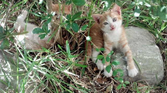 绿茵刹车点,赛道绝杀夜,大场面先生的心跳同步