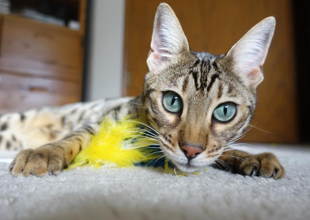 世俱杯-当巴斯托尼释放铁血,毕尔巴鄂于沉默中亮剑,绿茵意志的双重变奏