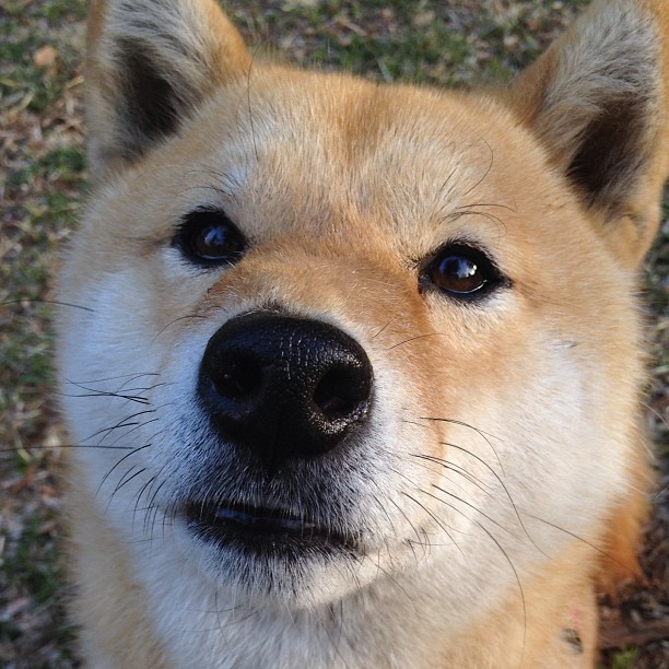 世俱杯决赛-加拿大火力全开压制塞维利亚，拉亚关键回合不手软演绎门神传奇