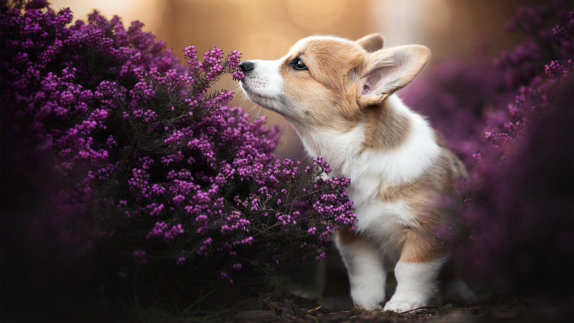 世俱杯直播-西决生死战焦点战，雷霆提前终结悬念，老鹰精神闪耀赛场