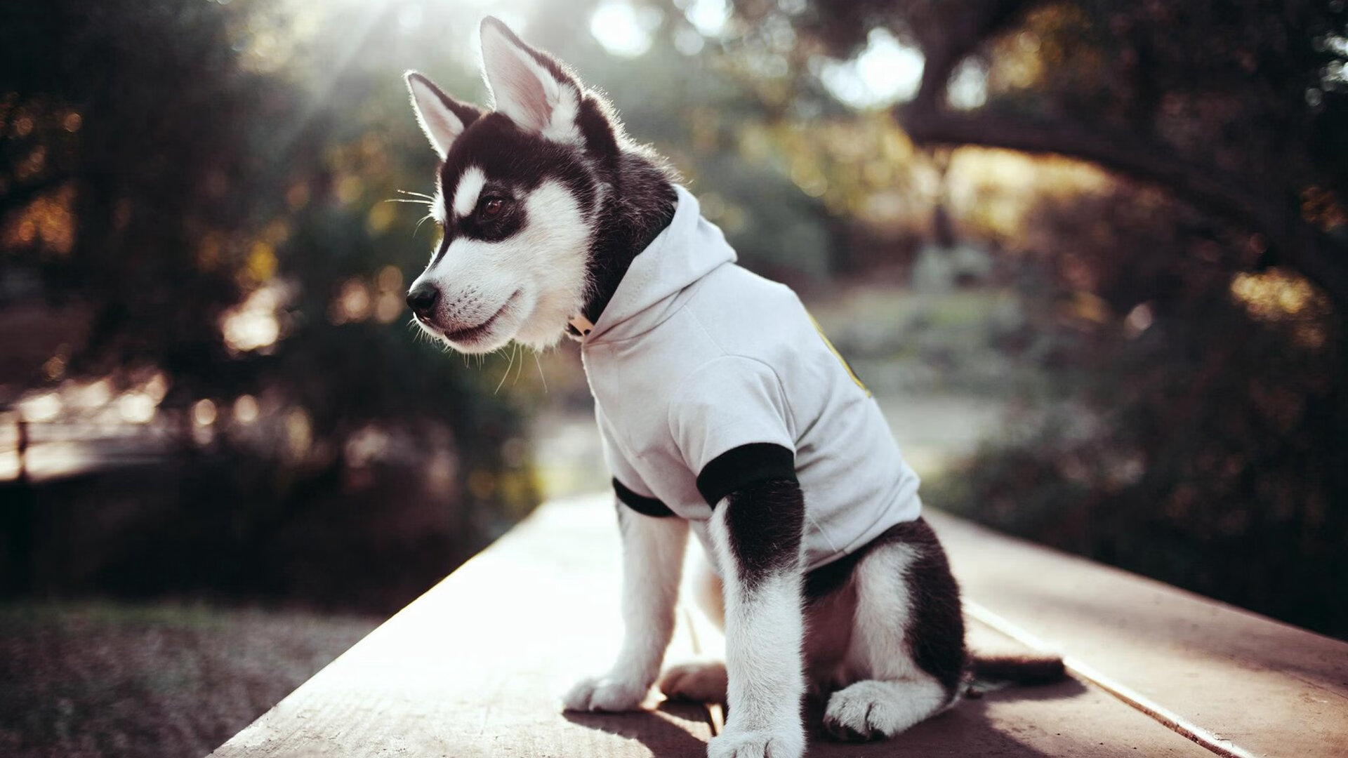 世俱杯分组-羽翼之下，当老鹰的利爪遇上快船的洪流，与马克西的无声宣言