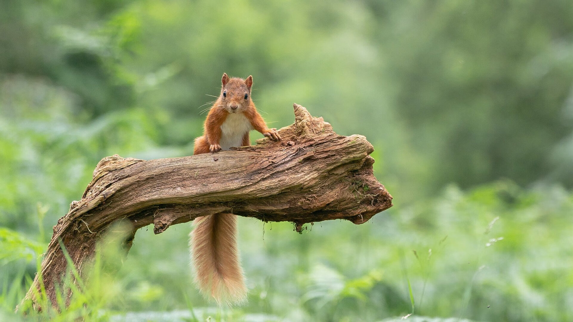 南十字星光耀绿茵，阿克独舞助澳大利亚力克皇家社会