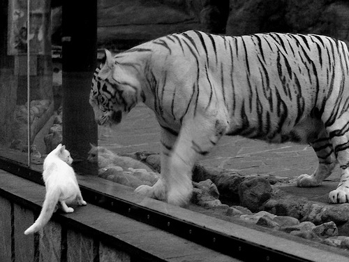 世俱杯赛程-绿茵意志，从克罗地亚的团队铁蹄到托尼的个人主宰