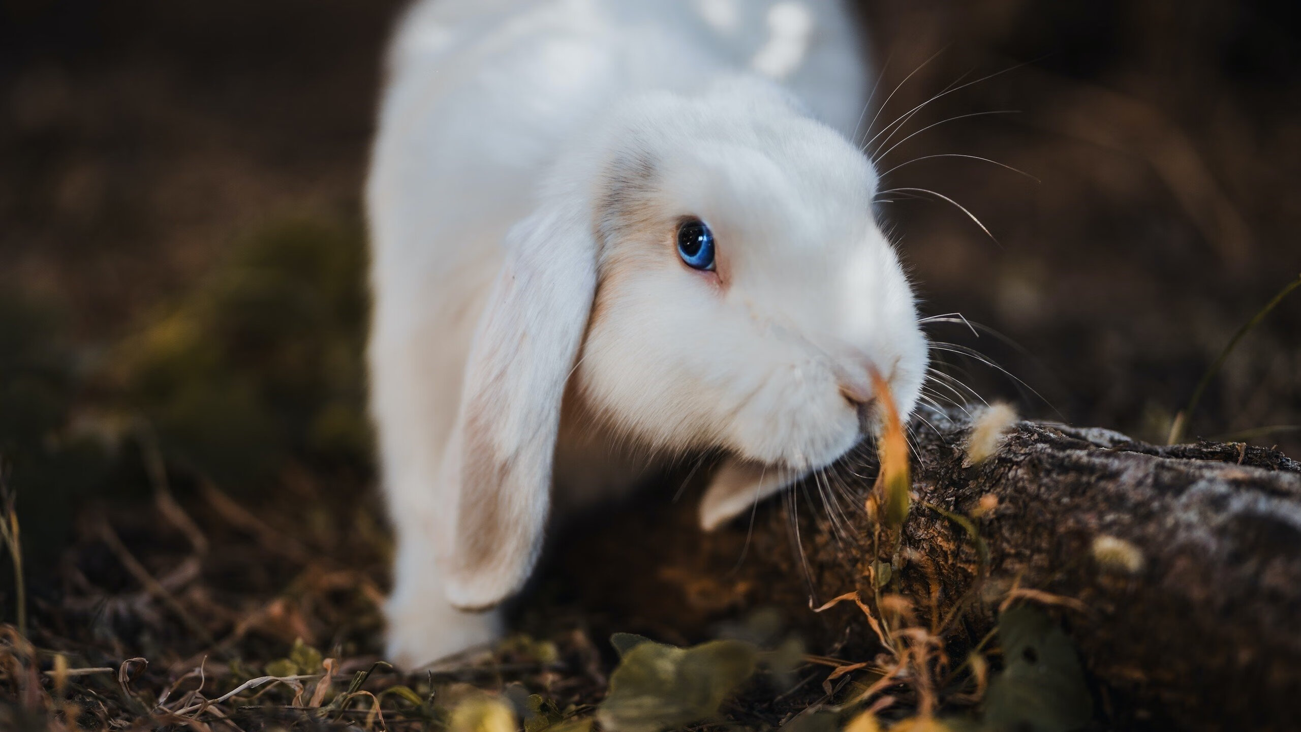 双线激战，F1新赛季揭幕战引爆速度狂潮，马赛压哨绝杀阿森纳演绎足球奇迹