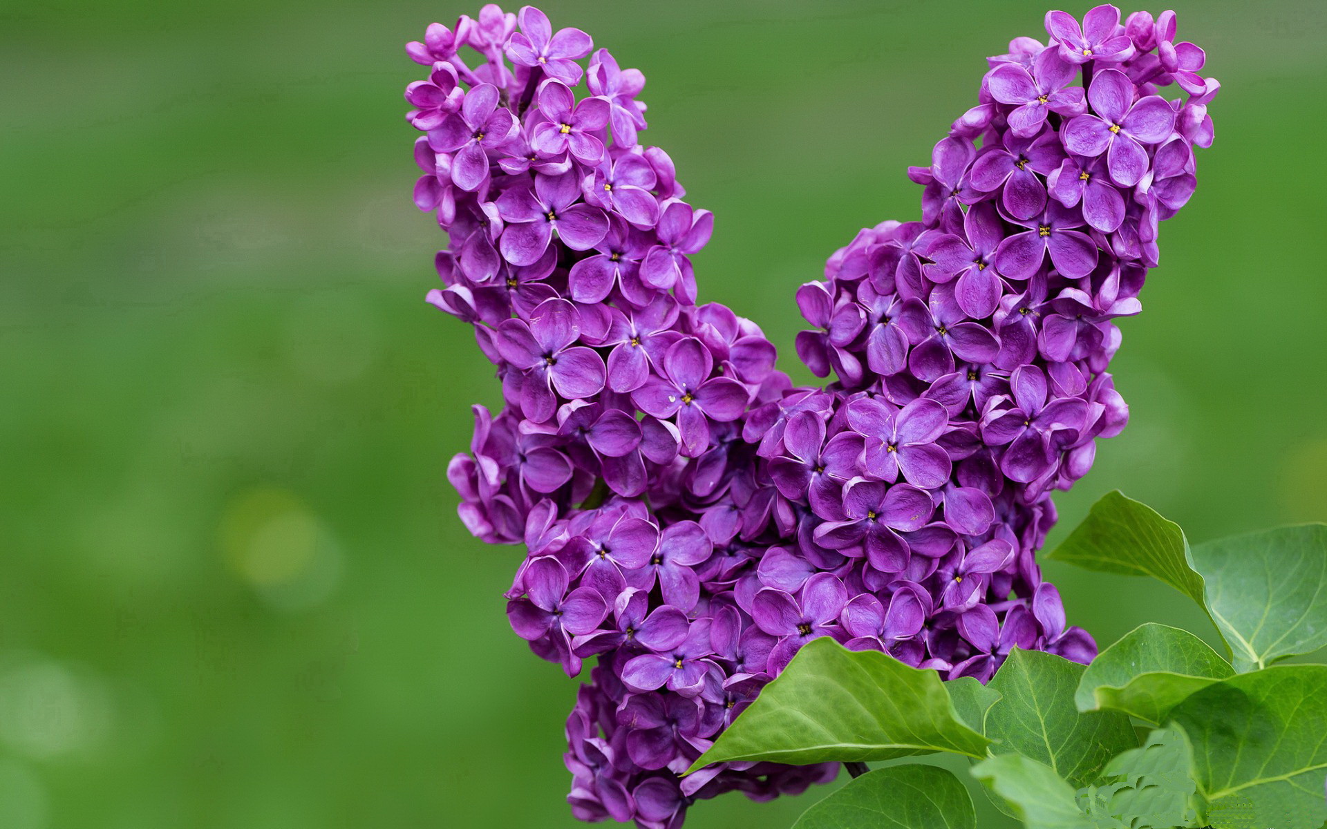 F1启示录，当瑞典式稳定在长程赛道压制巴黎式冲刺