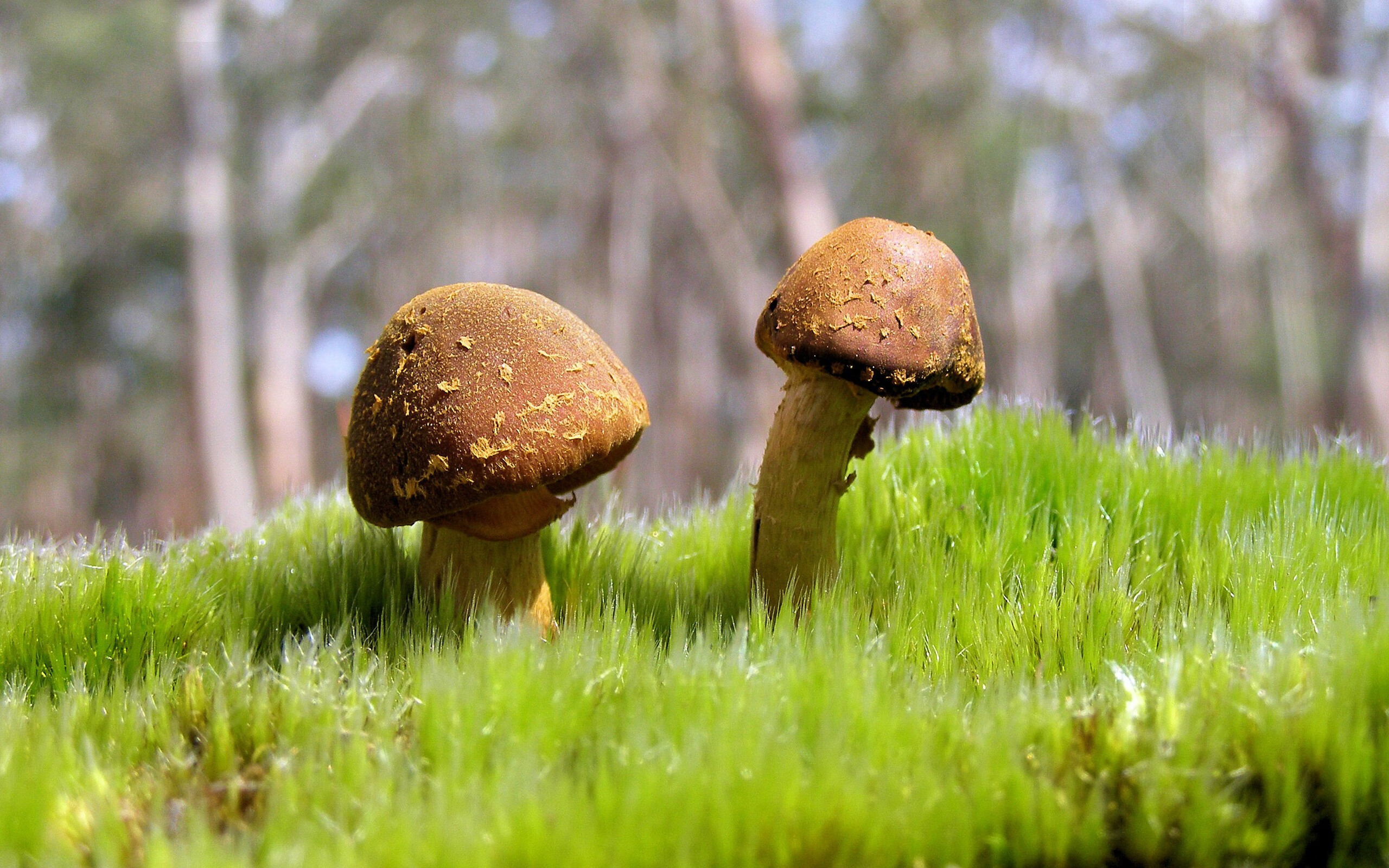 阿劳霍，巨人觉醒！乌拉圭铁闸在法兰西舞台上的封神之战