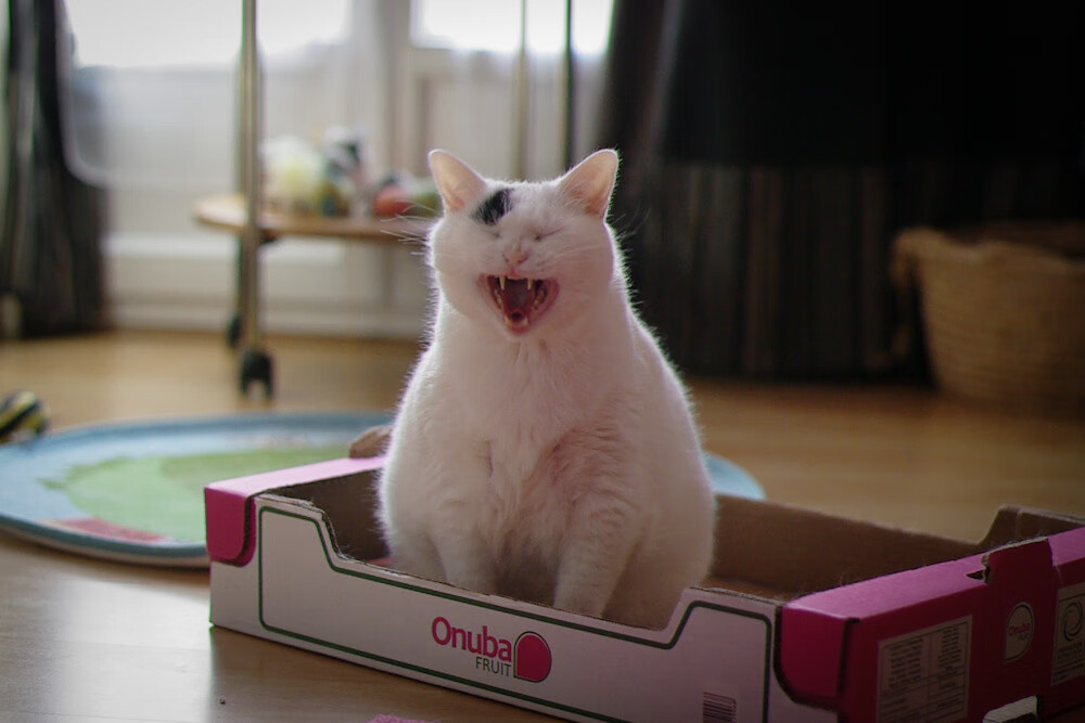 红黑风暴席卷那不勒斯，特奥如猎豹撕裂意甲防线