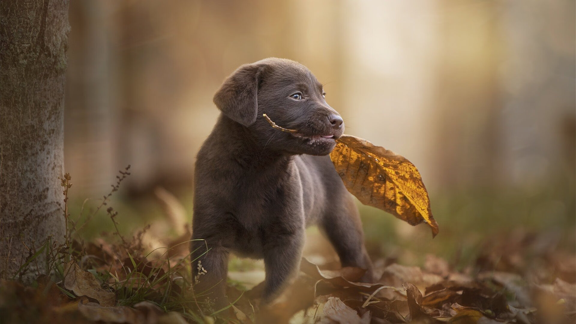 塞内加尔对阵多特蒙德，内马尔末节接管比赛，友谊赛演变成巨星个人秀