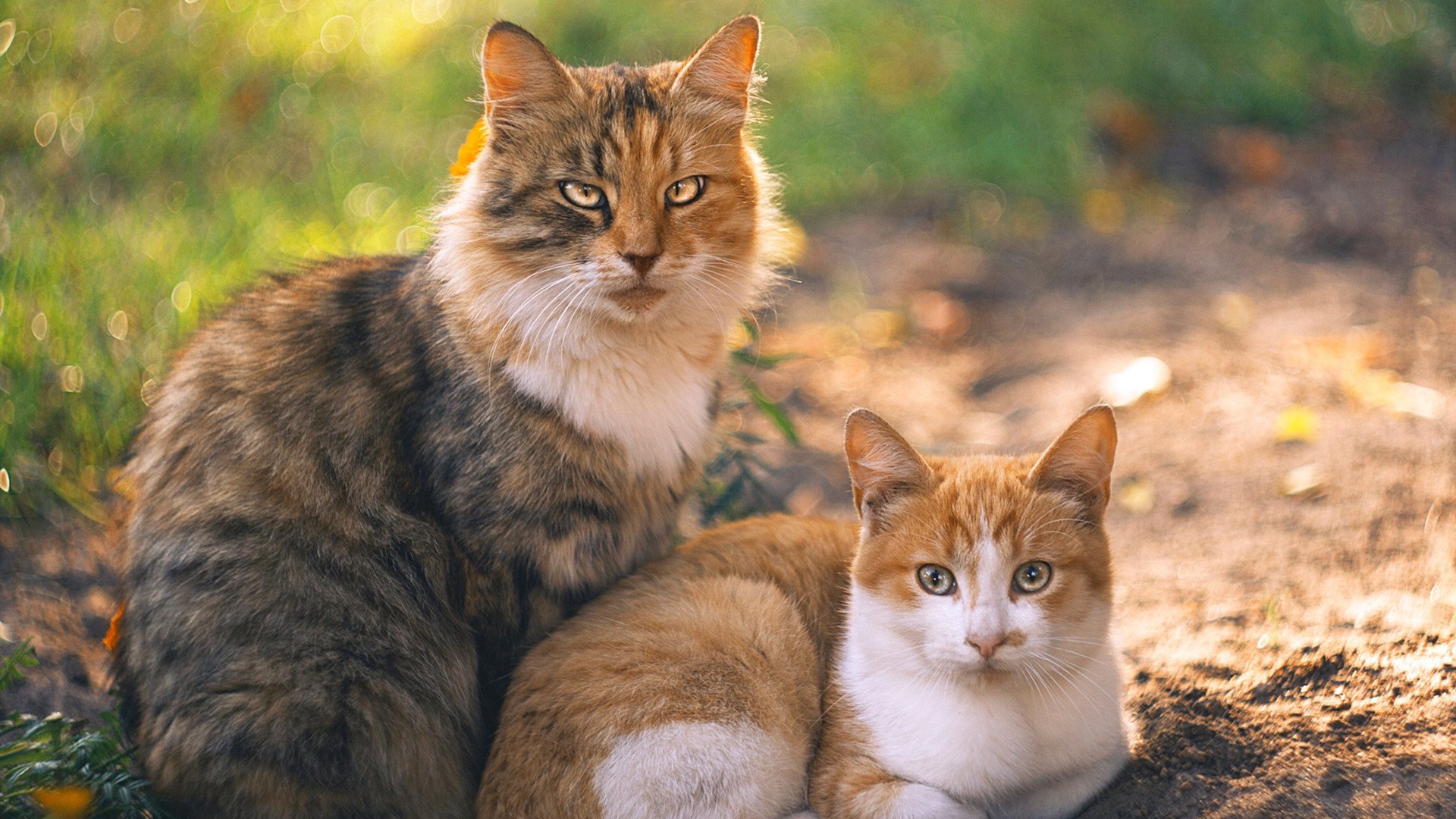 世俱杯时间-龙吟终场！布伦森压哨绝杀助猛龙撕裂骑士