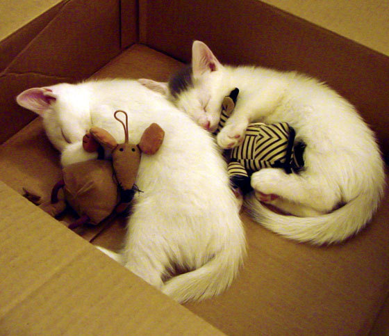 孔德绝杀！乌拉圭绝境突围，宿命枷锁终断裂