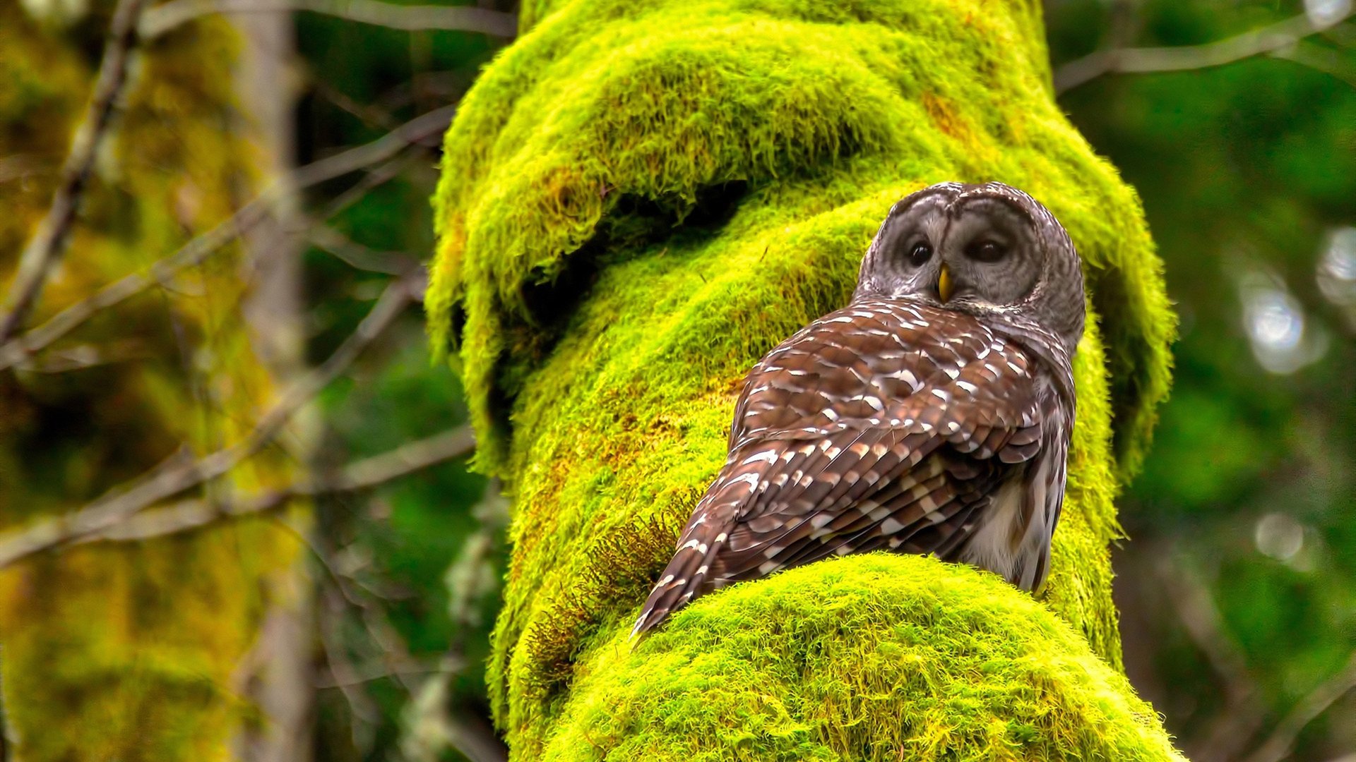绿军赤火，史诗鏖战与命运齿轮的转动