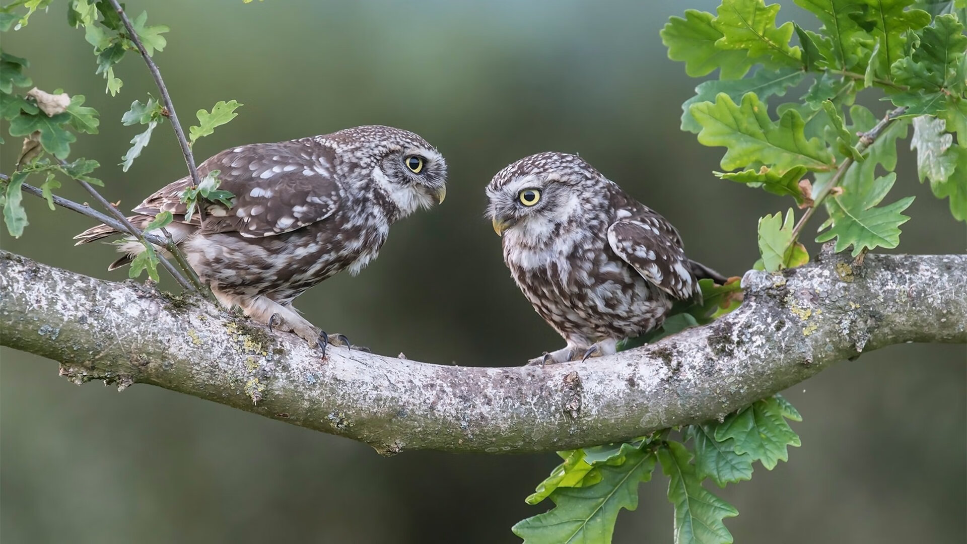 从圣保罗到北美，特奥如何用三年时间，完成从俱乐部失意到世界杯主宰的蜕变