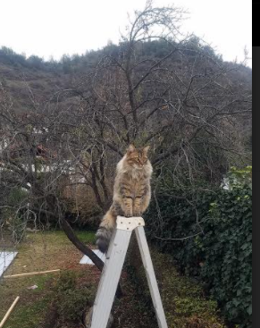 魔术般的节奏掌控，山西队的战术智慧与保罗的末节交响