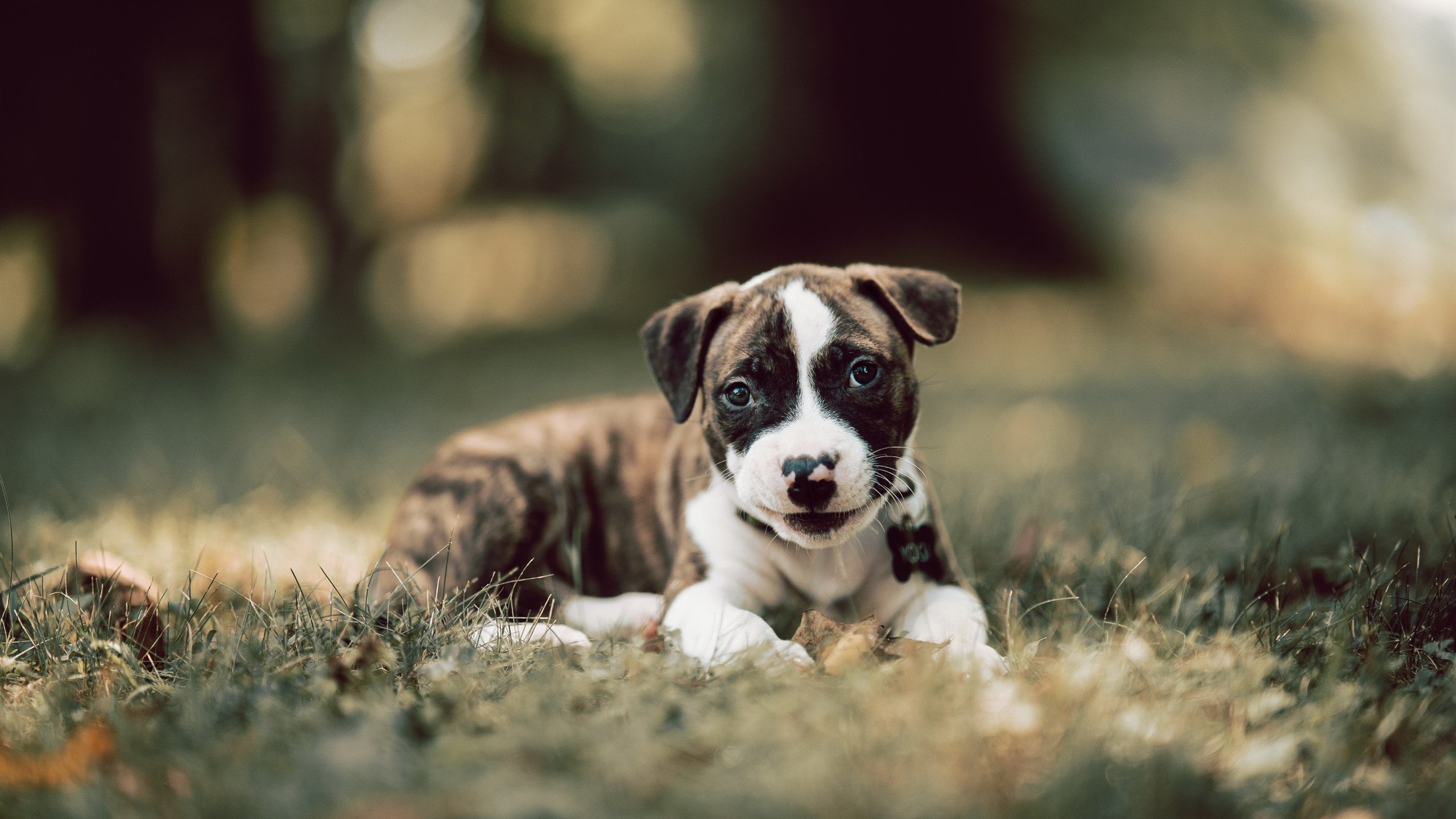 横跨大洋的对决，北京队挑战灰熊，爱德华兹赛后评分拉满引热议