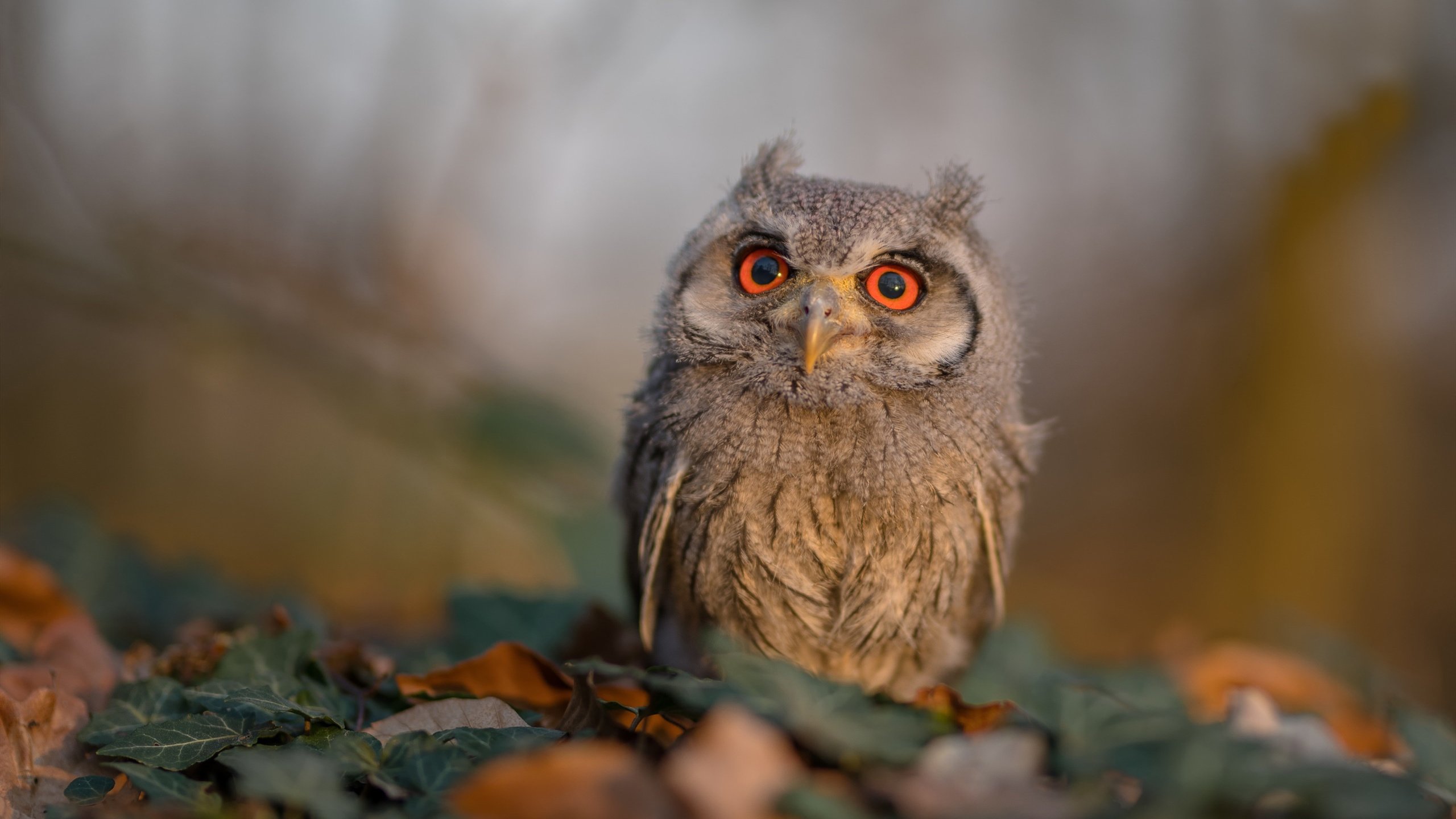 世俱杯赛程-欧冠淘汰赛焦点战，新疆队正面击溃火箭，亚洲篮球崛起新篇章