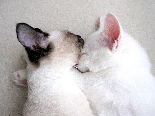 世俱杯直播-浓眉评分拉满背后，黄蜂对阵凯尔特人，一场被算法忽略的青春对决