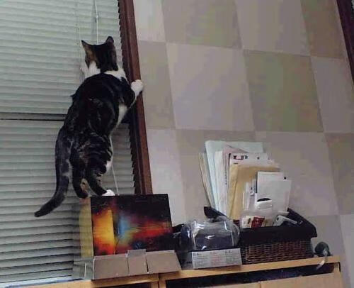 世俱杯分组-伊布挥别心魔，美国生死战擒突尼斯，救赎在绿茵之巅绽放