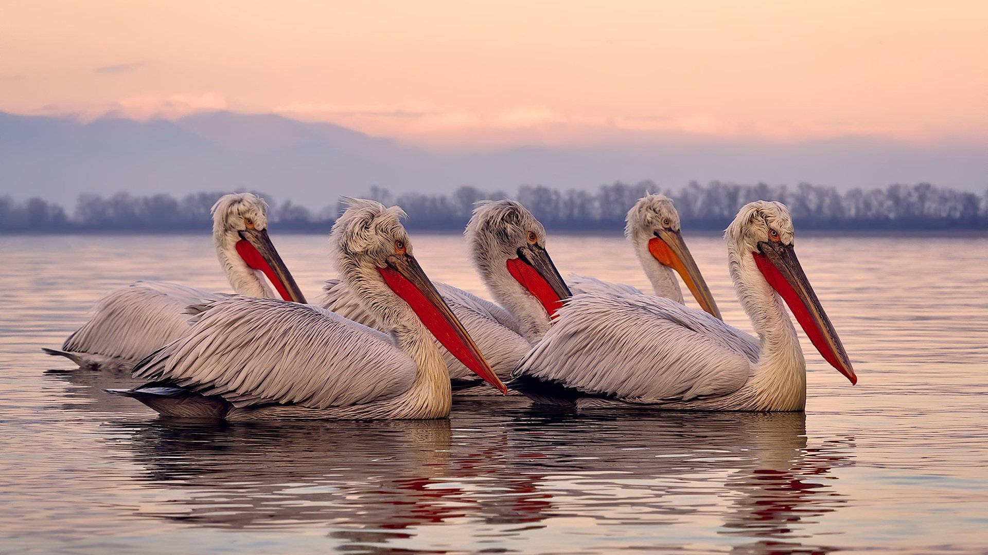 关键先生杰伦·格林，鹈鹕掀翻雷霆强势晋级，新王当立！