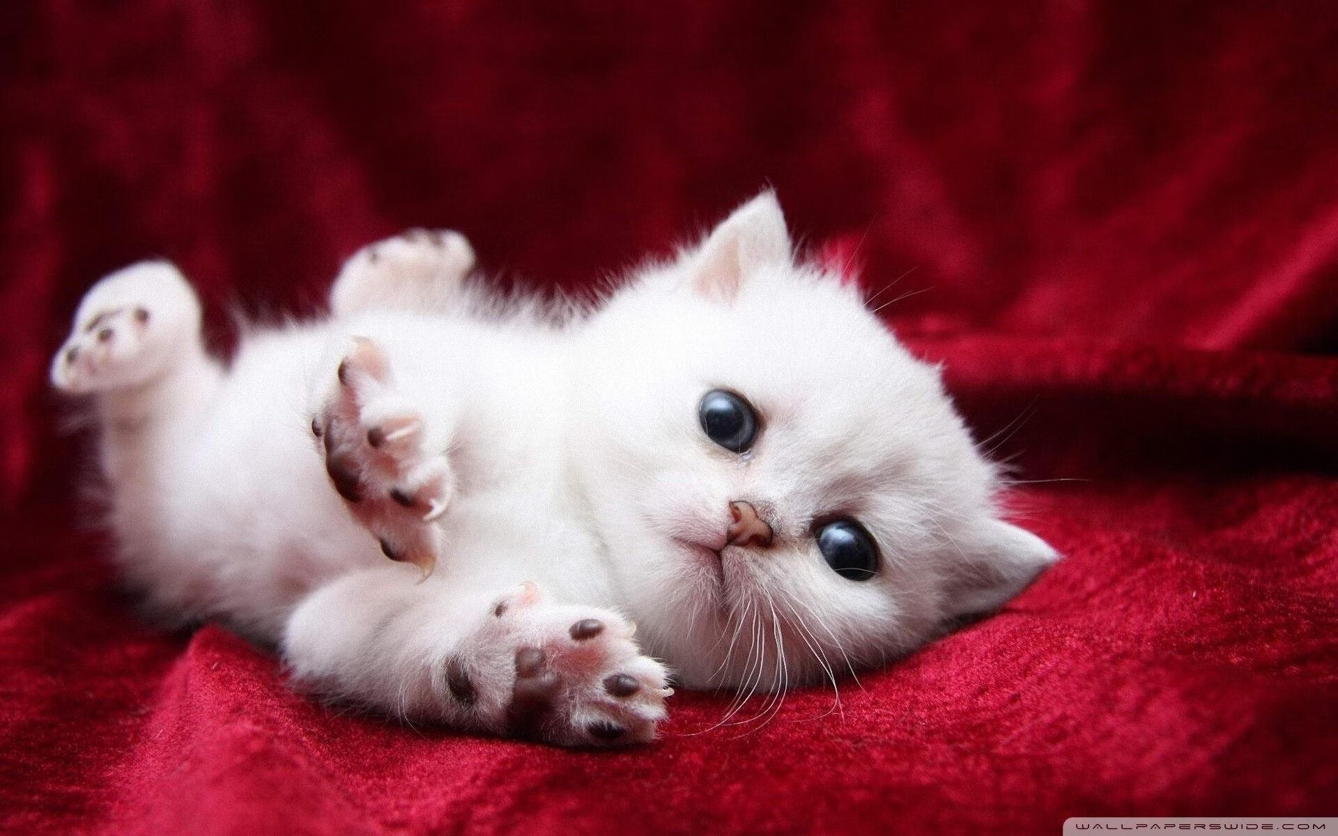 世俱杯2025-卡拉斯科，哥斯达黎加vs法国之战中的攻防转换引擎