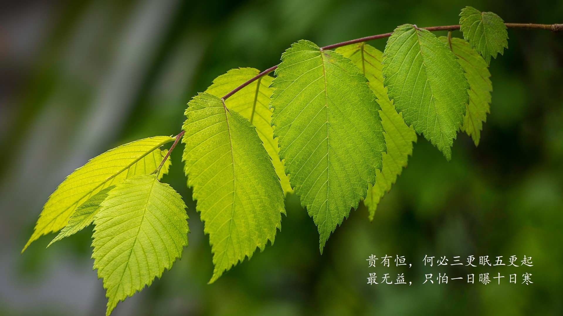 世俱杯决赛-绝地反击！伊朗逆转芬兰惊险取胜，加维闪耀全场，替补奇兵一战封神