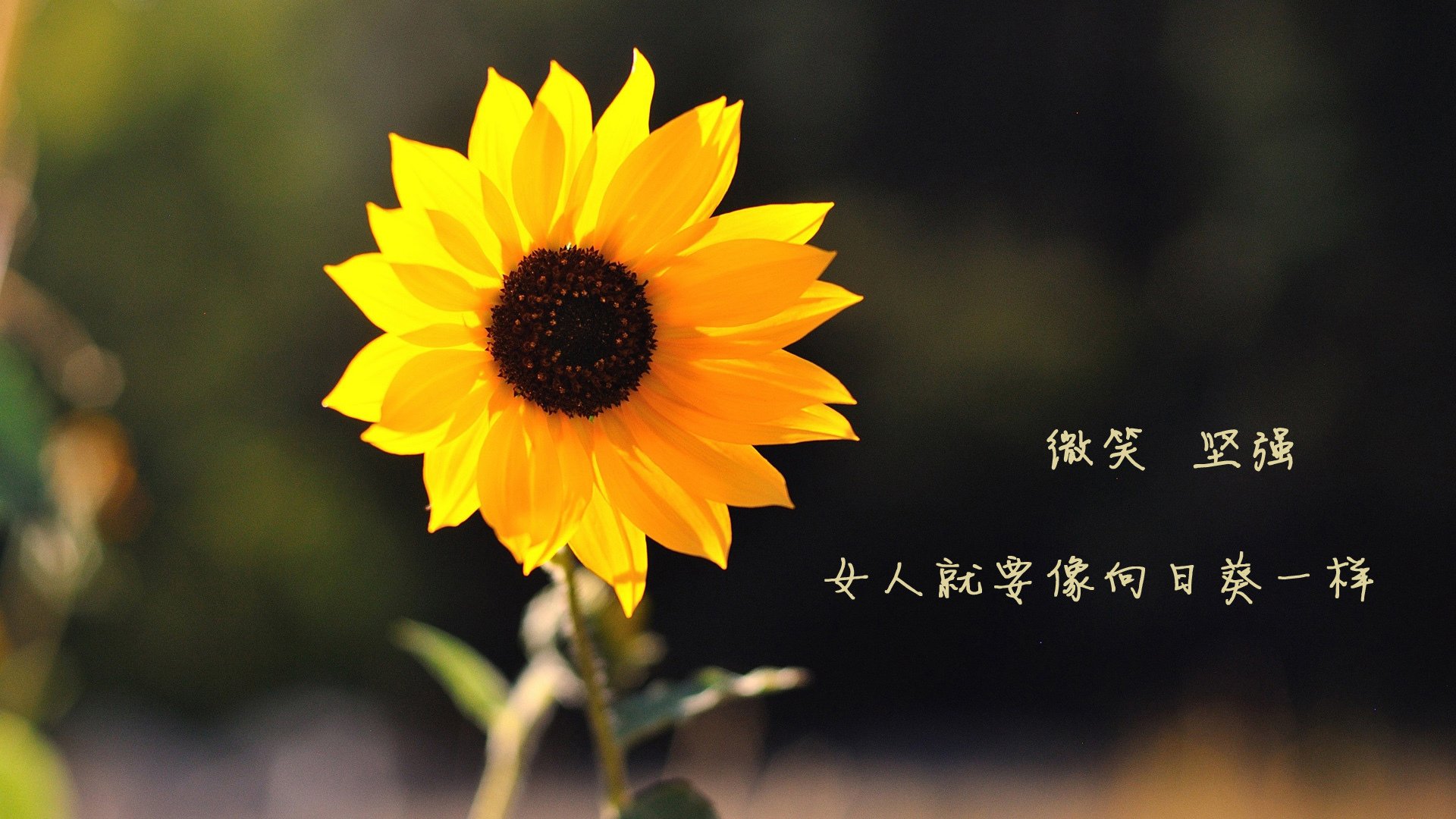 北欧风暴席卷绿茵场,库尔图瓦神勇发挥,瑞典控球碾压泰国捧起2026世界杯